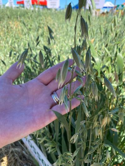 Dia de Campo Coprossel -Evento reuniu produtores, lideranças e empresas parceiras para apresentar tecnologias 